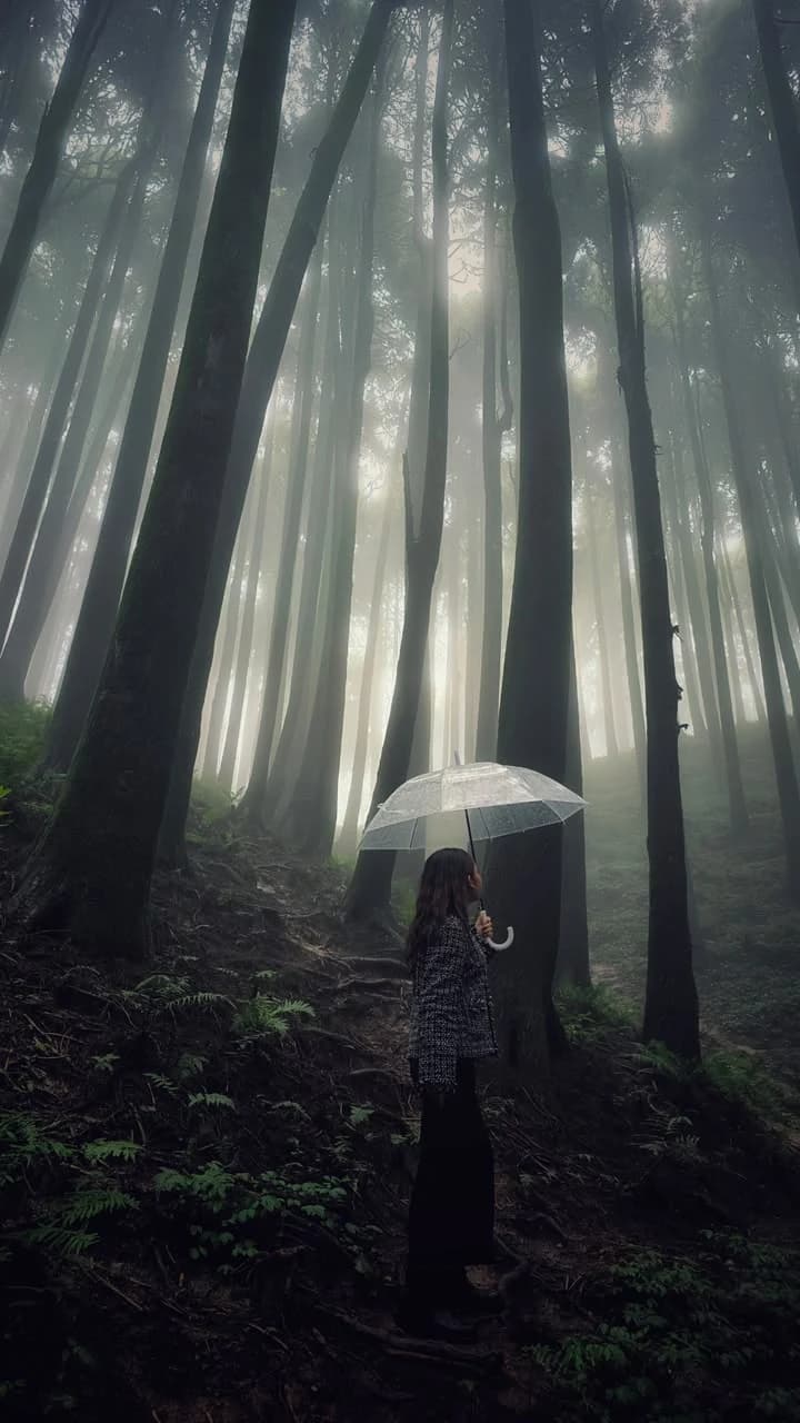 Winning photograph: a person with a clear umbrella in a misty forest